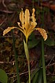 Iris innominata