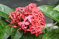 * Nomination Ixora coccinea flowers. Prenn 06:54, 3 September 2012 (UTC) * Promotion Good.--Jebulon 15:08, 10 September 2012 (UTC)