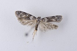 Izatha convulsella