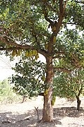 インドのパラミツの木