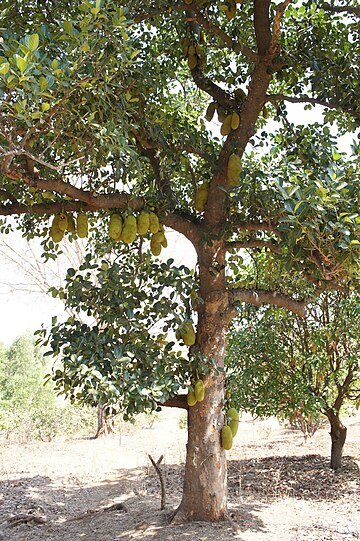 360px-Jackfruit_tree_in_Gujarat.jpg