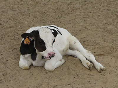 Juvenile cattle sitted.