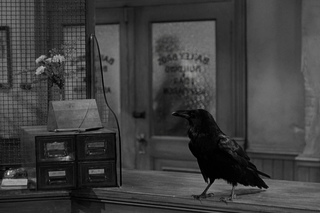 <span class="mw-page-title-main">Jimmy (raven)</span> Raven featured in numerous Hollywood films