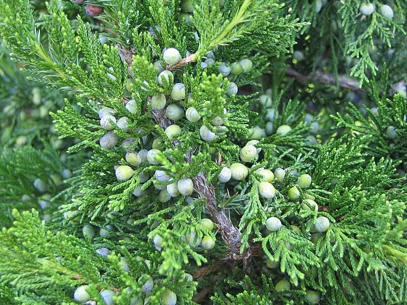 File:Juniperus virginiana Emerald Sentinel 0zz.jpg