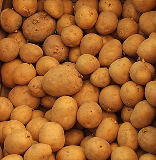 <span class="mw-page-title-main">Gala potato</span> Potato variety