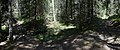 * Nomination Trail to the wetland Planermoor in Kastelruth. --Moroder 09:23, 24 June 2017 (UTC) * Promotion Has anyone seen "Der Wolf im Wald"? Good quality. -- Johann Jaritz 14:43, 24 June 2017 (UTC)