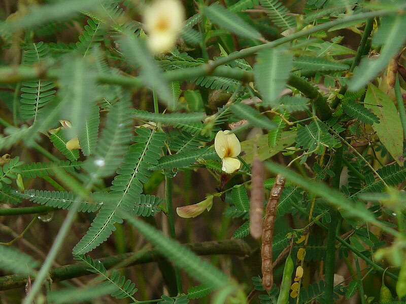 File:Kath Shola (Bengali- কাঠ শোলা) (2874821787).jpg