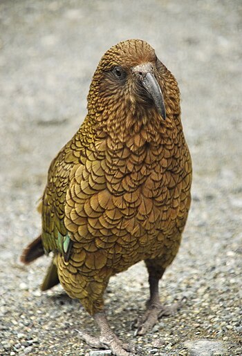 English: A Kea Nestor notabilis, an alpine par...