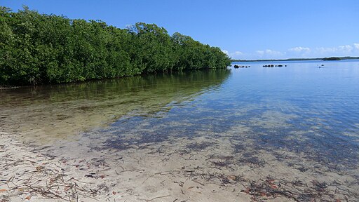 Key Largo (Florida) John-Pennekamp-State-Park (15825938246)