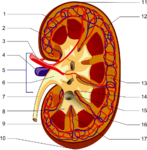 Médecine - Rein