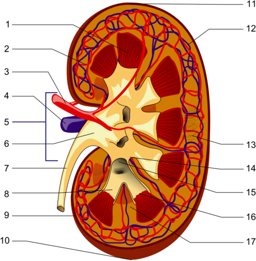 Kidney