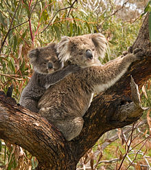 Koalamor med barn.
