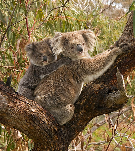 В австралии живут медведи. Коала. Австралийская коала. Коала на ветке. Животные Африки коала.