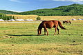 * Nomination: Mongolian horses. Gorkhi-Terelj National Park. Mongolia. --Halavar 07:02, 1 July 2014 (UTC) * * Review needed