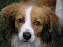 A Kooikerhondje Kooiker 2 Jahre Gesicht.jpg