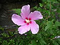 Hibiscus syriacus is the national flower of South Korea.