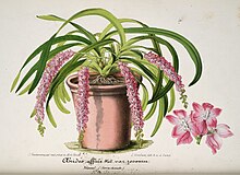 L'Illustration horticole (Тарелка 088) .jpg