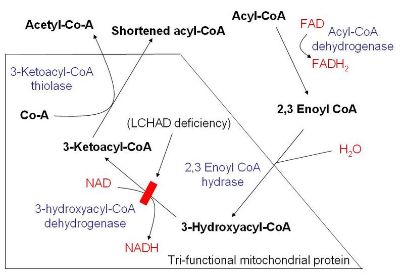 File:LCHAD deficiency.jpg