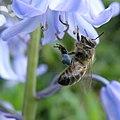 Labeille bleue blue bee on bluebells (2458966167).jpg