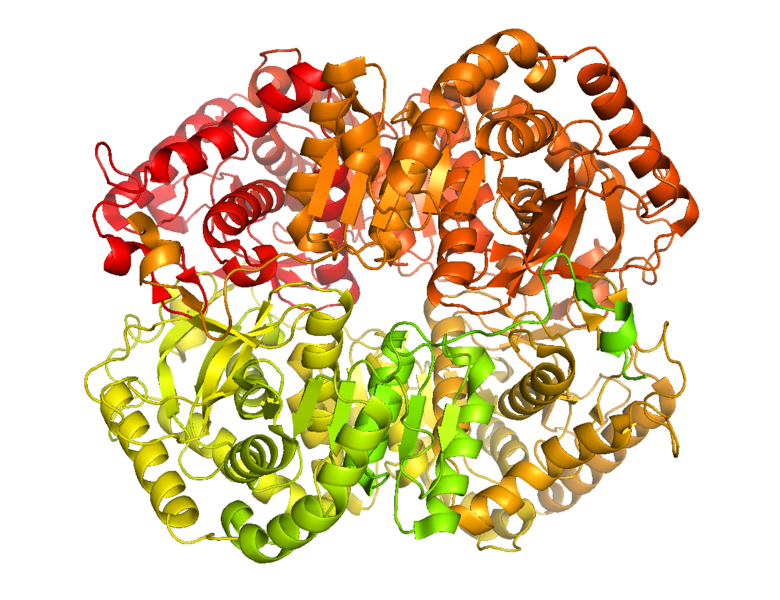 File:Lactate Dehydrogenase B.png