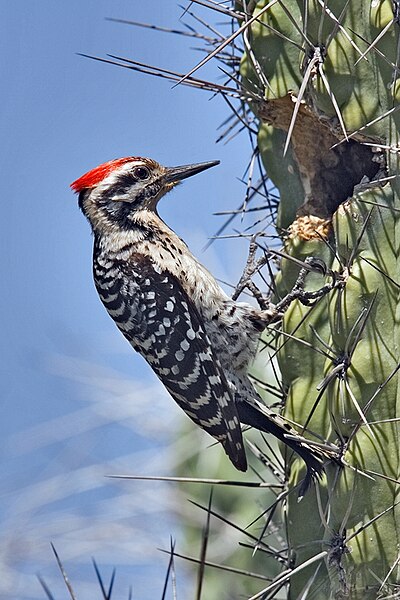 Use of cacti for breeding and roosting holes allows some woodpeckers to live in treeless deserts, such as the ladder-backed woodpecker, which uses cac