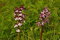 Orchis × angusticruris (⇒) Orchis purpurea (⇐) England