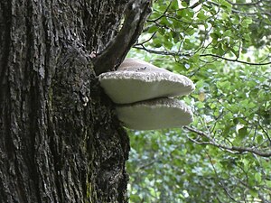 Fruiting bodies growing on a tree