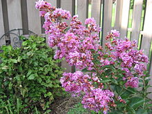 Lagerstroemia indica - Wikipedia