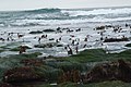 Hazard Reef near Morro Bay, California, USA