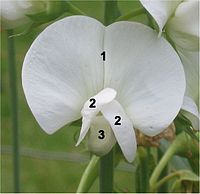 Vlinderbloemige bloem: 1 = vlag; 2 = zwaarden; 3 = kiel
