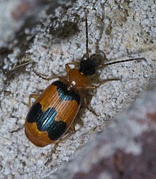 Lebia pulchella P1600405a.jpg