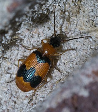 <i>Lebia pulchella</i> Species of beetle