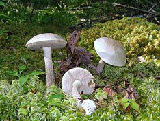 Leccinum holopus 101772.jpg