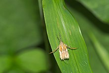 Lecithoceridae в Kadavoor.jpg