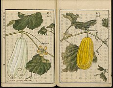 Leiden University Library - Seikei Zusetsu vol. 27, page 004 - 越瓜 - Cucumis melo L., 1804.jpg