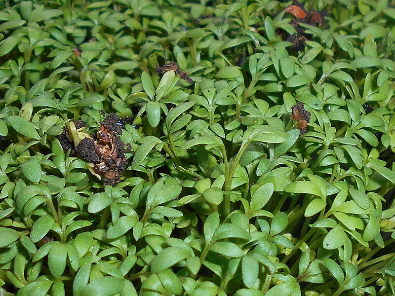 File:Lepidium sativum 2018-05-13 1967.jpg