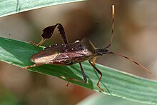 Leptoglossus oppositus 2009-11-14.jpg