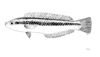 <i>Leptojulis</i> Genus of fishes