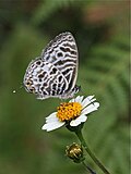 Thumbnail for Leptotes brevidentatus