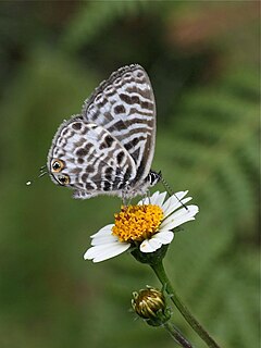 <i>Leptotes brevidentatus</i> Species of butterfly