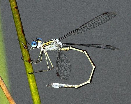 Lestes plagiatus