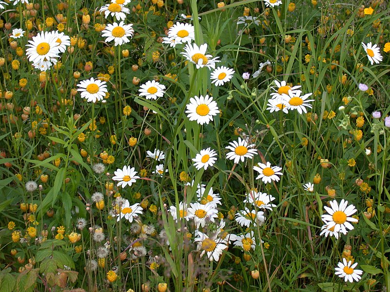 File:Leucanthemum vulgare 15-p.bot-chrys.leuca-20.jpg