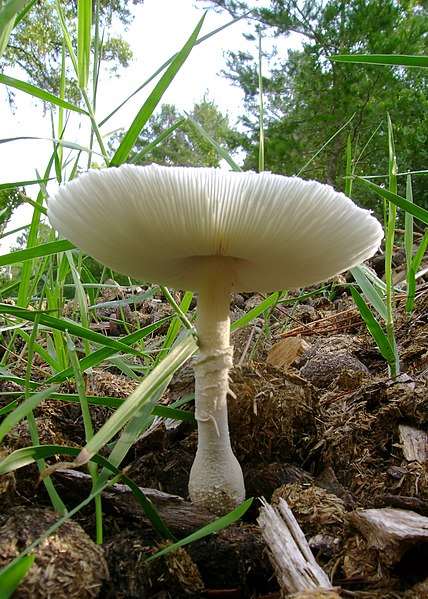 File:Leucocoprinus cepaestipes 45224.jpg