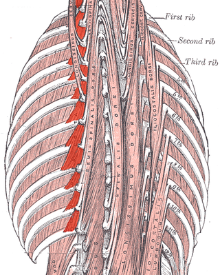 <span class="mw-page-title-main">Levatores costarum muscles</span>