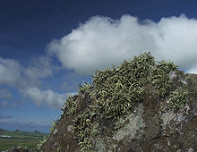 Rock lichens in Ireland Lichens near Clogher Head (stevefe).jpg