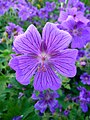 Geranium x magnificum