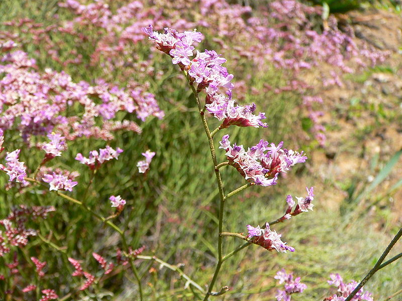 File:Limonium tuberculatum detail.JPG