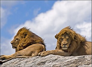 Lion - Panthera leo