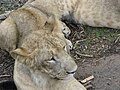 Lions at Bannerghatta National Park 4-24-2011 12-15-44 PM.JPG