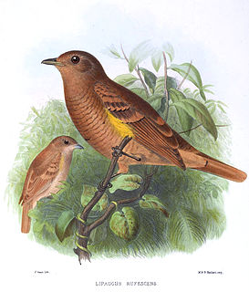 <span class="mw-page-title-main">Speckled mourner</span> Species of bird